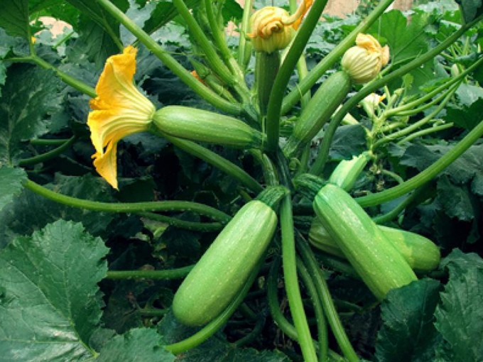 Cucurbita Pepo seed SUMMER SQUASH